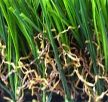 Ideal Wuxi - Uqs 3516